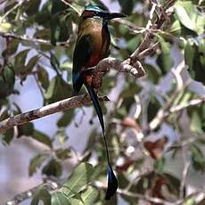 Motmot à sourcils bleus