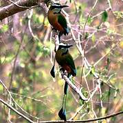 Turquoise-browed Motmot