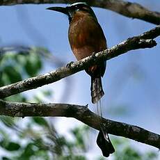 Motmot à sourcils bleus