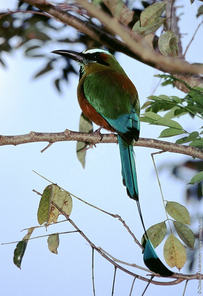 Motmot à sourcils bleusadulte