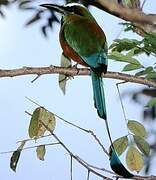 Turquoise-browed Motmot