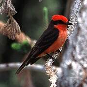 Vermilion Flycatcher