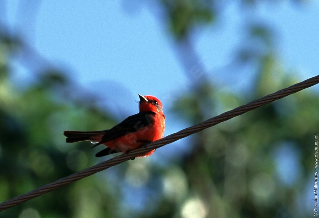 Vermilion Flycatcheradult