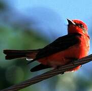 Vermilion Flycatcher