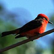 Vermilion Flycatcher