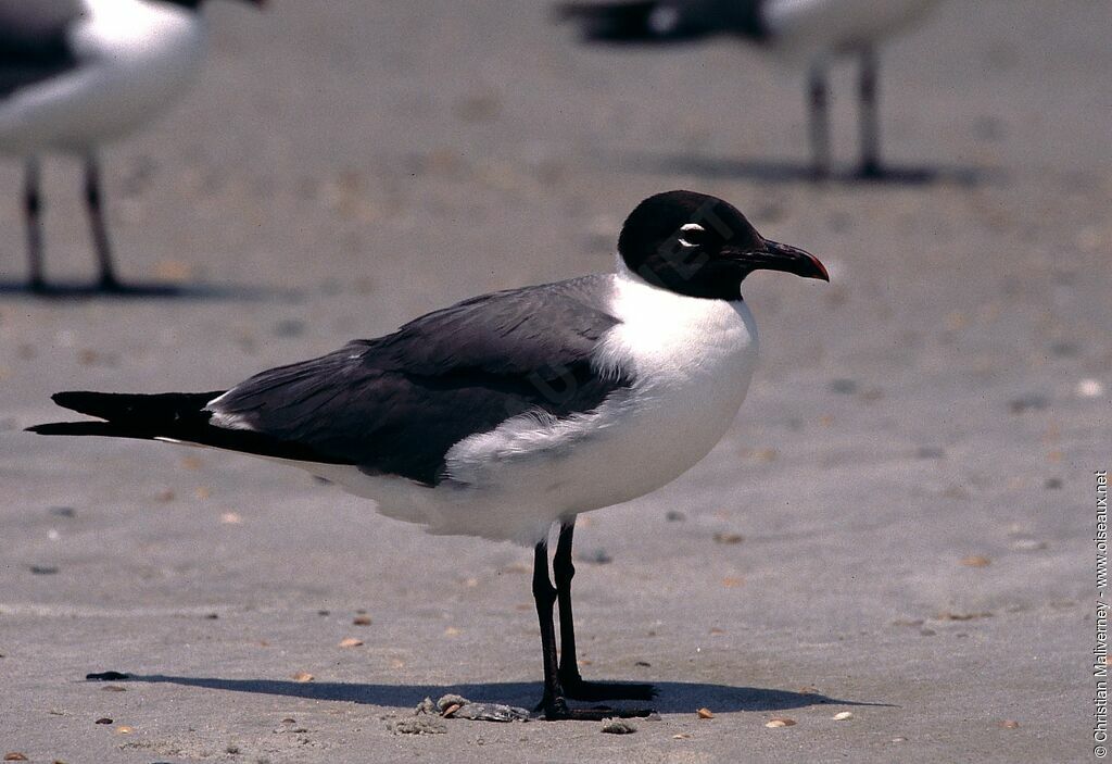 Mouette atricilleadulte internuptial