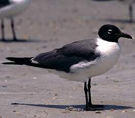 Mouette atricille