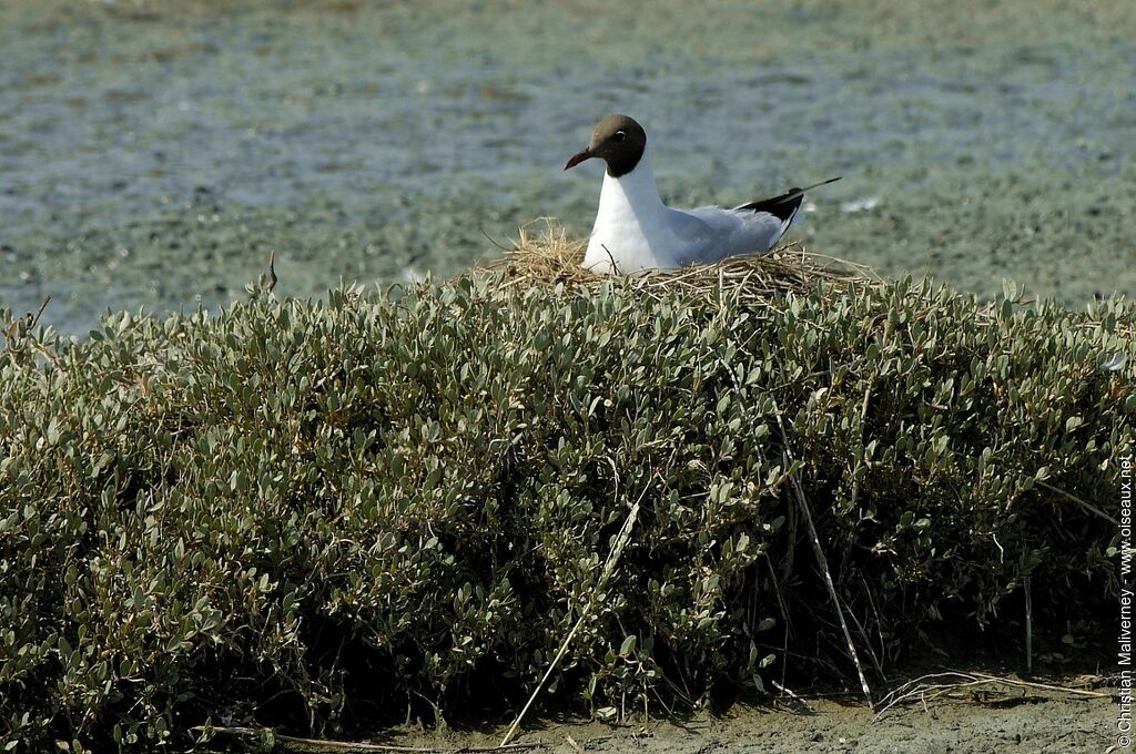 Mouette rieuseadulte nuptial