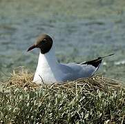 Mouette rieuse