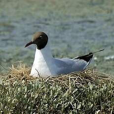 Mouette rieuse