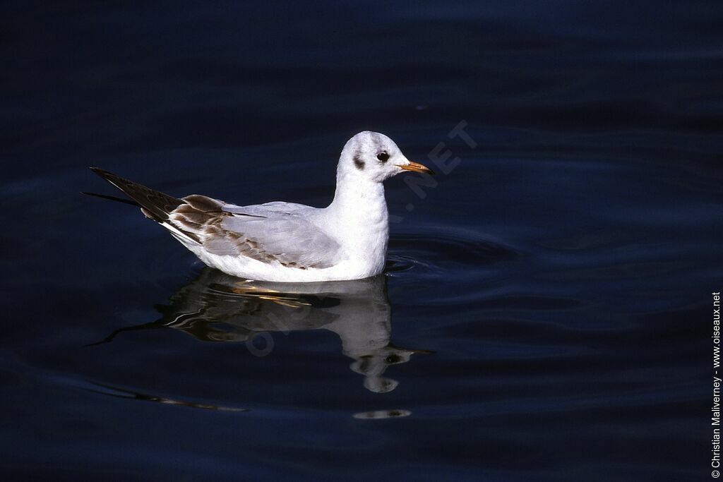 Mouette rieuseadulte internuptial