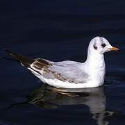 Mouette rieuse