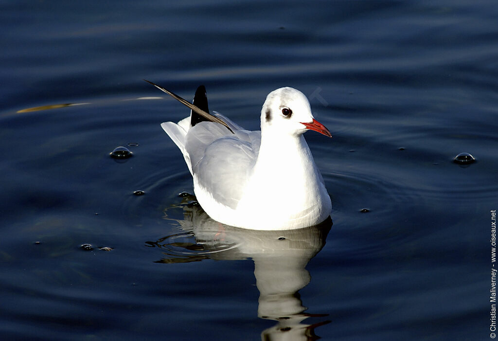 Mouette rieuse