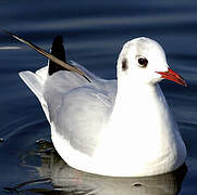 Mouette rieuse