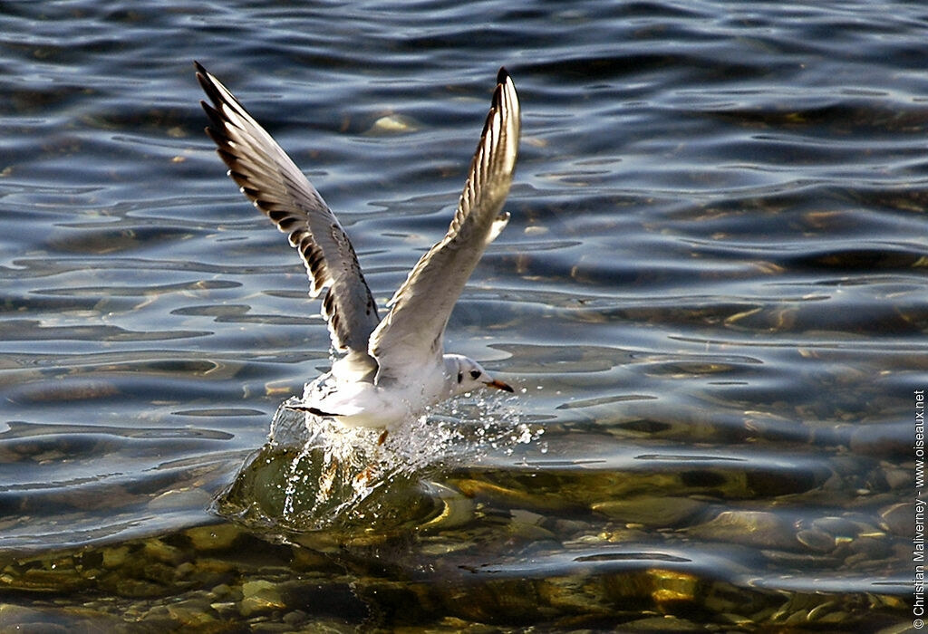 Mouette rieuse