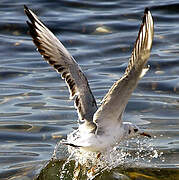 Mouette rieuse