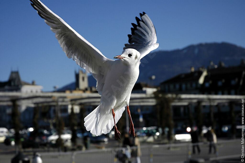 Black-headed Gull