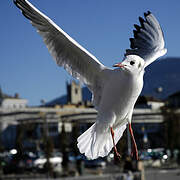 Mouette rieuse