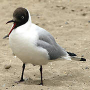 Mouette rieuse