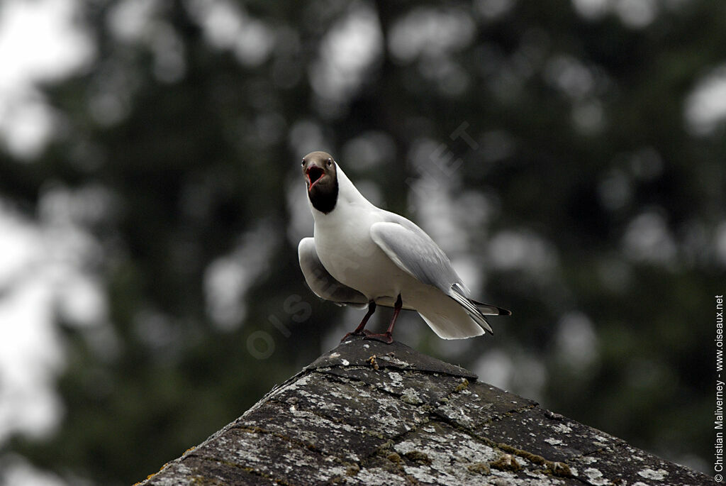 Mouette rieuse