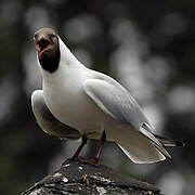 Mouette rieuse