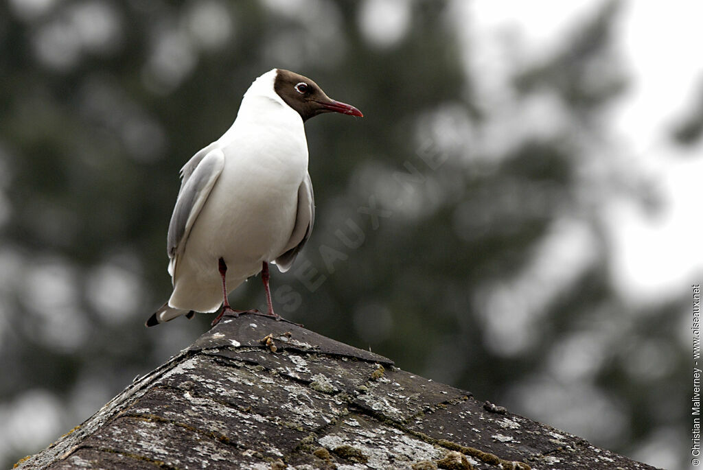 Mouette rieuse