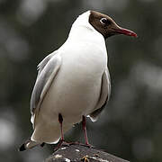 Mouette rieuse