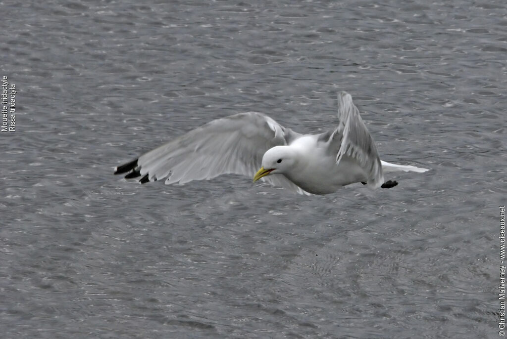 Black-legged Kittiwakeadult breeding, Flight