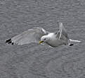 Mouette tridactyle