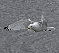 Black-legged Kittiwake