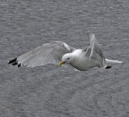 Mouette tridactyle