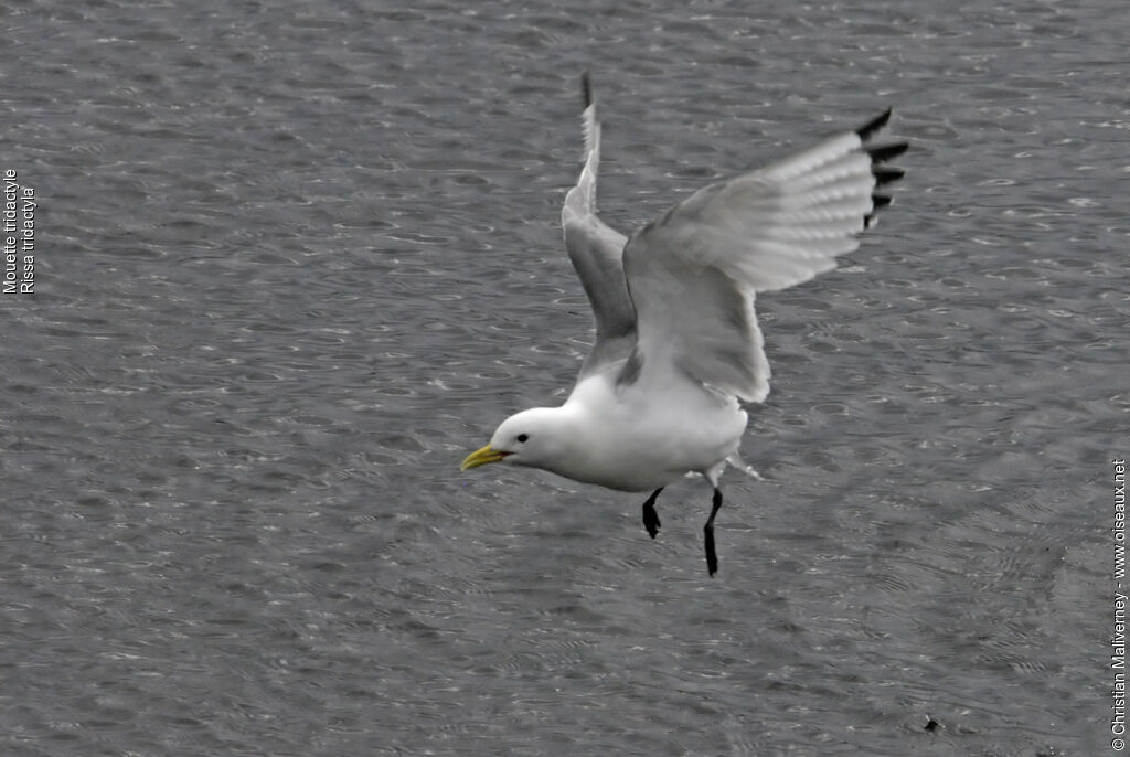 Black-legged Kittiwakeadult breeding, Flight