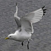 Black-legged Kittiwake