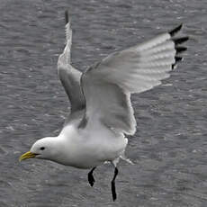 Mouette tridactyle