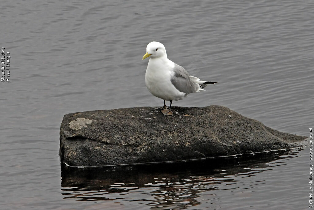 Mouette tridactyleadulte nuptial, identification