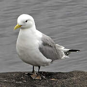 Black-legged Kittiwake