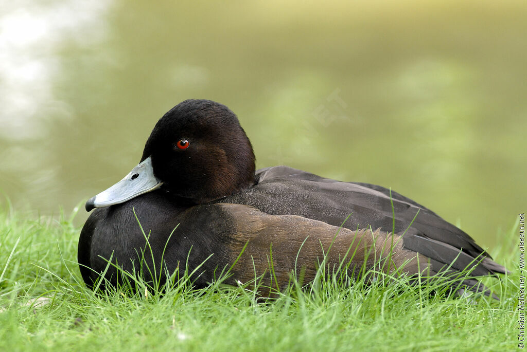 Southern Pochard male adult breeding, identification