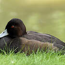 Nette brune