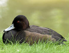 Southern Pochard