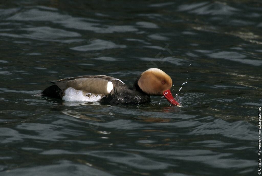 Nette rousse mâle adulte internuptial