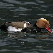 Red-crested Pochard