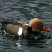 Red-crested Pochard