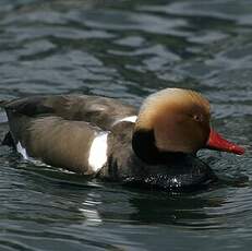 Nette rousse