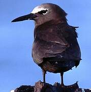 Brown Noddy