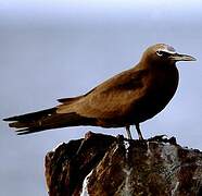 Brown Noddy