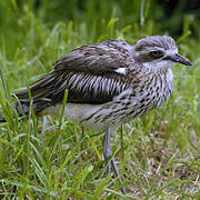 Bush Stone-curlew