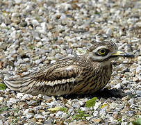 Eurasian Stone-curlew