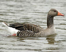 Greylag Goose