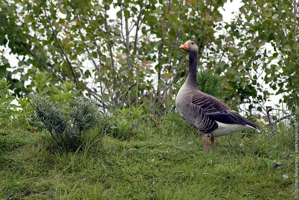 Greylag Gooseadult