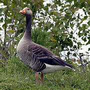 Greylag Goose